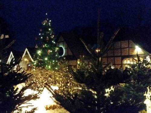 Beleuchtete Tannen bei Nacht vor Scheunen