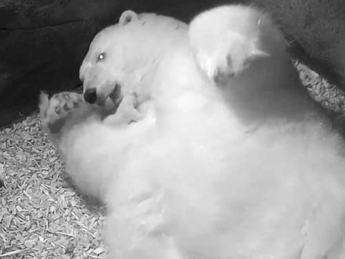 Großer Eisbär mit Eisbärenbaby