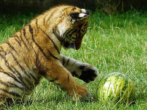 Kleiner Tiger mit einer Wassermelone