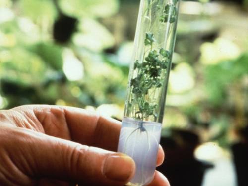 Herangezüchtet Pflanze im Reagenzglas 