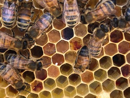 Wabe mit Bienen.