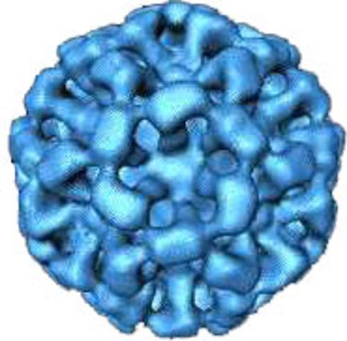 Schematische Darstellung des Noro- oder Norwalk-Virus