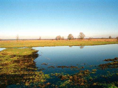 Meadow landscape with wetlands.