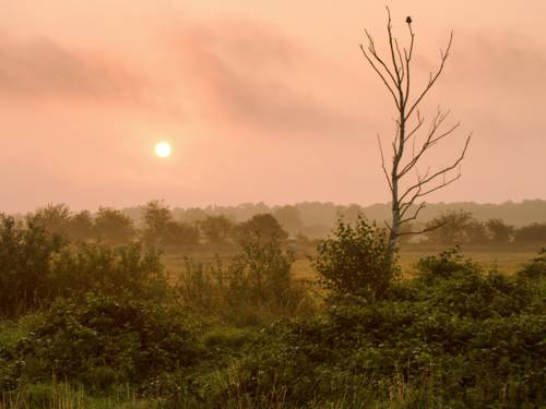 Die Sonne geht über einer Wiesenlandschaft auf.