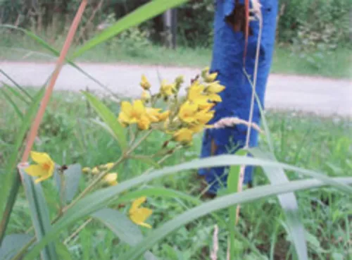 gelbe Blüten im Vordergrund, im Hintergrund ein blau gestrichener Pfahl