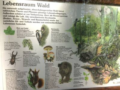 Eine Infotafel, die mit Text und Bildern über den Lebensraum Wald informiert.