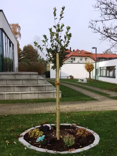 Ein junger Baum w&auml;chst an einem Pfosten.