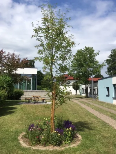 Ein Baum w&auml;chst auf einer Rasenfl&auml;che in einem Kreis aus Rasenkantensteinen, auch Blumen wachsen in diesem Kreis.