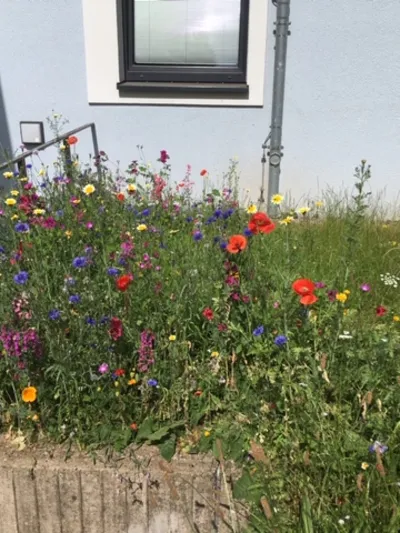 Blumen sprie&szlig;en auf einer Rasenfl&auml;che.