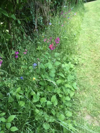 Blumen sprie&szlig;en auf einer Rasenfl&auml;che.