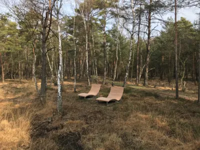 Holzliegen in einem lichten Birkengel&auml;nde