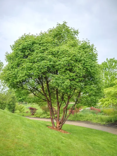 Gro&szlig;er belaubter Baum