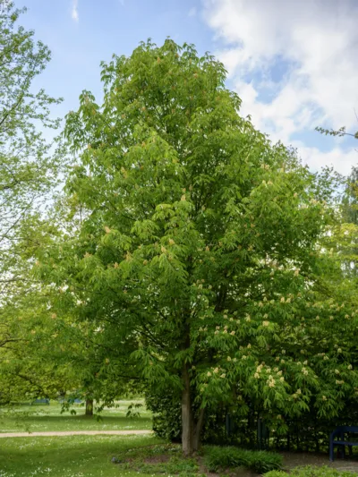 Gr&uuml;nbelaubter Baum