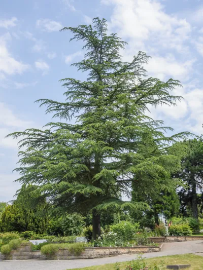 Baum