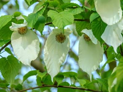 Blüten des Taschentuchbaums