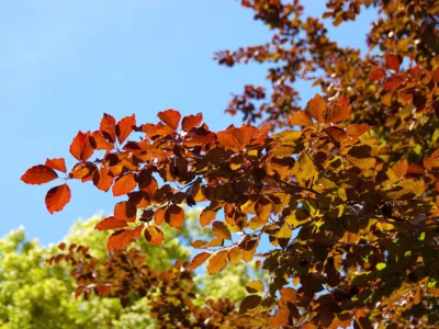 Rote Buchenbl&auml;tter