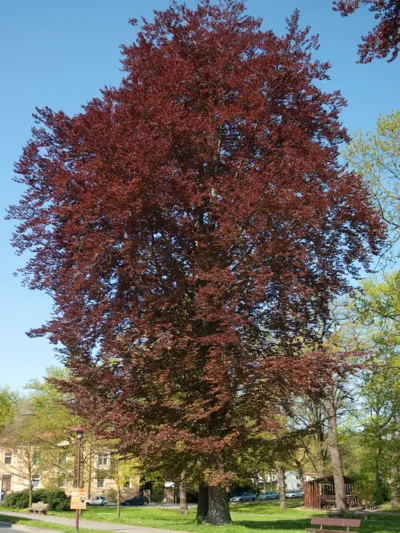 Baum mit roten Bl&auml;tter