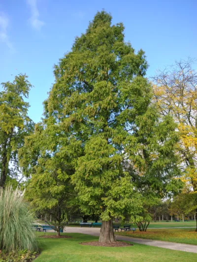 Baum