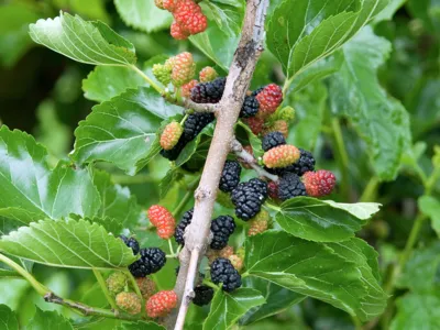 Beeren in unterschiedlichem Reifegrad