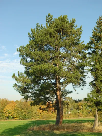 Hoher Nadelbaum
