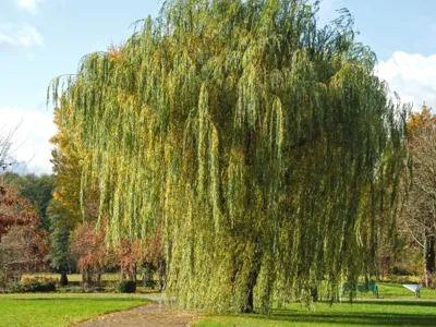 Baum mit herunterh&auml;ngenden Zweigen