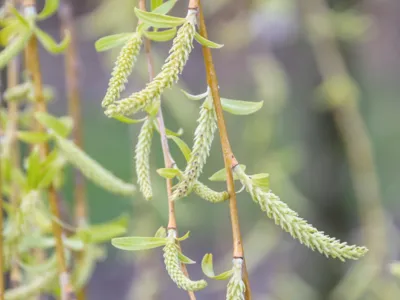 Bl&uuml;ten einer Weide (K&auml;tzchen)