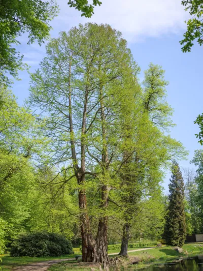 Hohe B&auml;ume