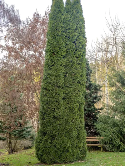 S&auml;ulenf&ouml;rmiger Baum