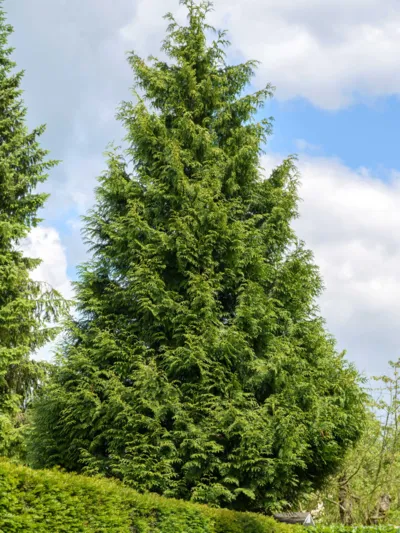 Gro&szlig;er Baum