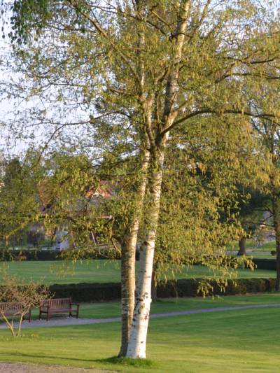 Zwei Birken wachsen dicht nebeneinander.