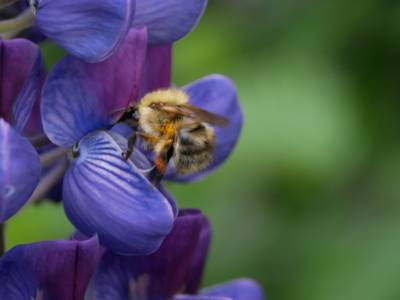 Blaue Lupine mit Pollen sammelnder Biene