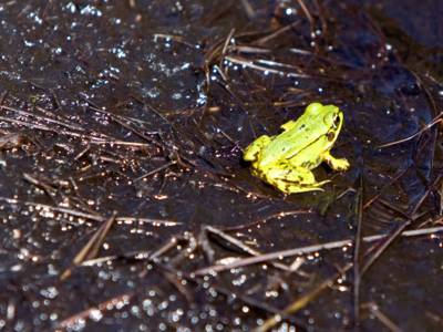 Von der Sonne beschienener grüner Frosch im schwarzen Moor