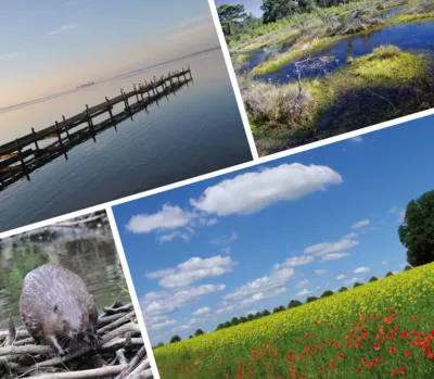 Aus vier Bildern - drei Landschaftsbilder, ein Tierbild - bestehende Collage
