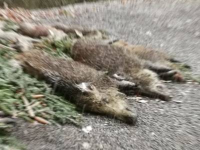 Tote Wildschweine auf Tannengrün