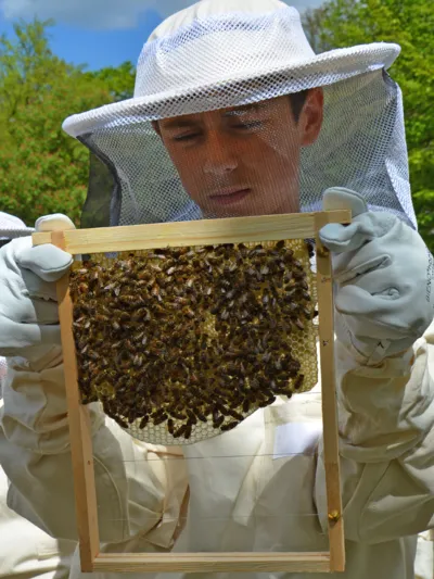 Ein Sch&uuml;ler mit Imker-Schutzkleidung pr&uuml;ft das Bienenvolk und die Waben in einem Holzrahmen