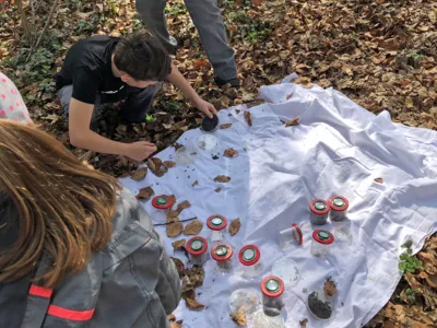 Auf dem Waldboden liegt eine wei&szlig;e Decke, auf der Kinder Laub und Erdproben in kleine Gl&auml;ser f&uuml;llen.