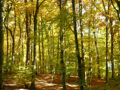 Buchenwald im Herbst