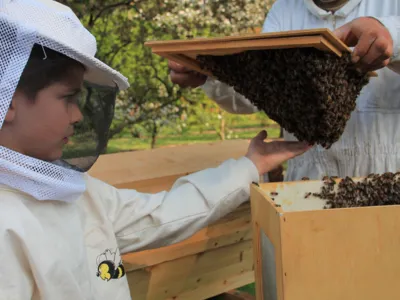 Kind mit Imkerhelm, das ein Bienenvolk ber&uuml;hrt. 