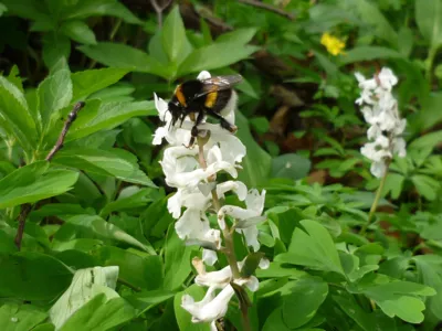 Hummel sucht Lerchensporn nach Nektar ab