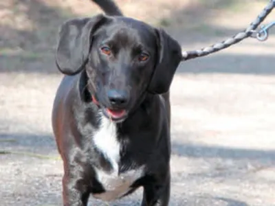 Ein Jagdhund an der Leine