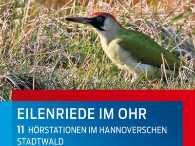 Teilauschnitt des Titelbilds der Broschüre "Eilenriede im Ohr - 11 Hörstationen im Hannoverschen Stadtwald", auf dem ein Grünspecht im Gras zu sehen ist.