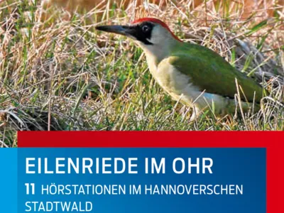Teilauschnitt des Titelbilds der Broschüre "Eilenriede im Ohr - 11 Hörstationen im Hannoverschen Stadtwald", auf dem ein Grünspecht im Gras zu sehen ist.