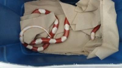 Mit einem Schlangenhaken fingen die Tierretter das Reptil schnell ein und sicherten es in einen Schlangensack, in dem es wohlbehalten in die Tierärztliche Hochschule transportiert wurde.