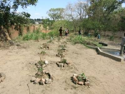Baumpflanzungen auf dem Schulgelände der Blantyre Girls Primary School