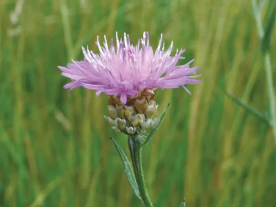 Wiesen-Flockenblume auf der Mardalwiese