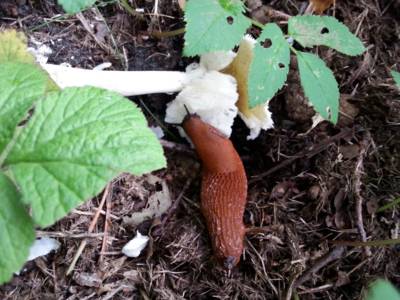Eine Nacktschnecke auf dem Waldboden frisst an einem Pilz