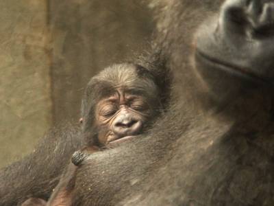 Ein Gorillababy schläft an der Brust seiner Mutter.