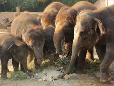 Fünf Elefanten um eine Torte. 