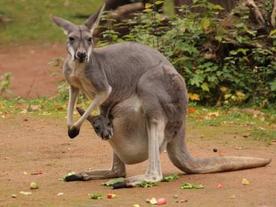 Känguru-Mutter mit ihrem Nachwuchs im Beutel.