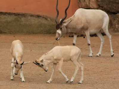 Zwei Addax-Jungtiere beim Spielen. Im Hintergrund ein Muttertier. 